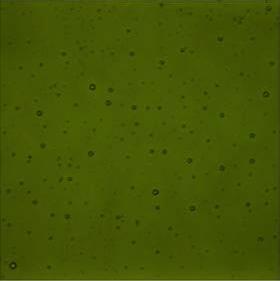 Lily Pad Green Transparent (1226) 3mm-1/2 Sheet-The Glass Underground