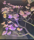Dogwood - Craig Mitchell Smith