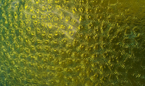 Cyan and Copper Florentine Dichro on Clear 2mm
