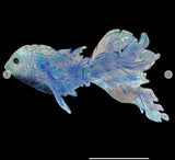 The Fish- Craig Mitchell Smith 2026