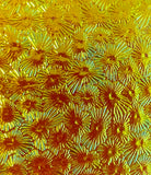 Blue Gold Florentine Dichro on Black 2mm