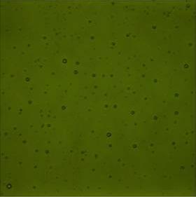 Lily Pad Green Transparent (1226) 3mm-1/2 Sheet-The Glass Underground